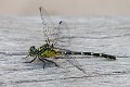 Hemigomphus heteroclytus female-2258